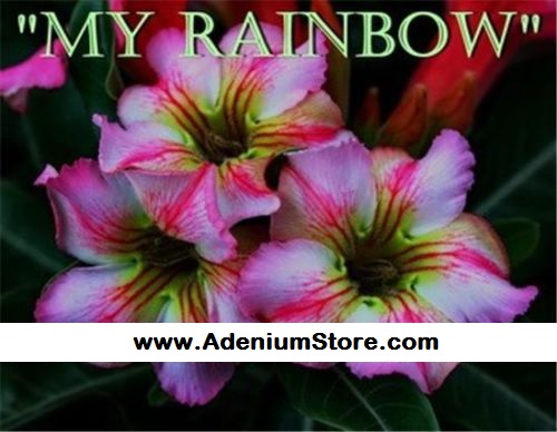 Adenium Obesum \'My Rainbow\' 5 Seeds